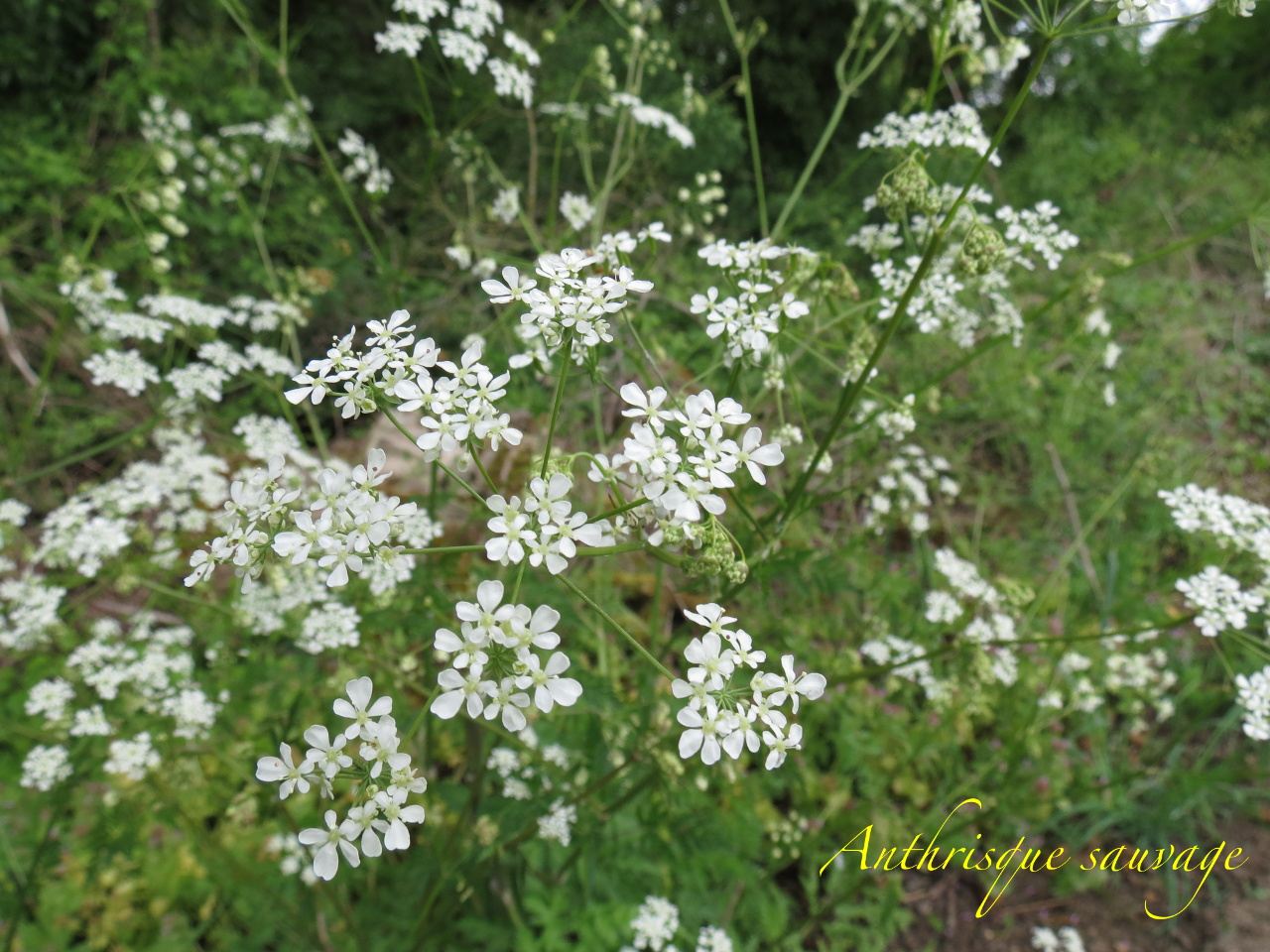 2013-05-19-Découverte du marais de la Voise